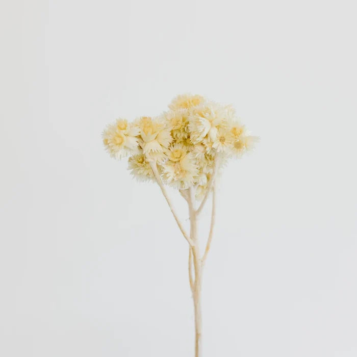 Bleached Dried Andrean Asters Stem - Image