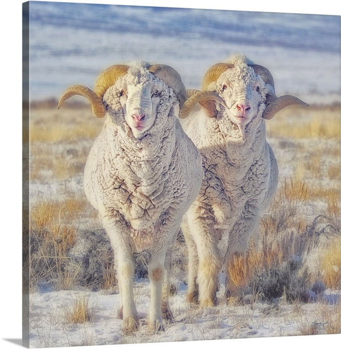 Double the Ram Power Canvas Print