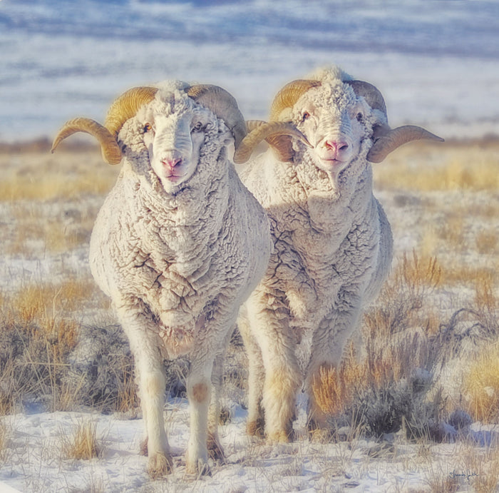 Double the Ram Power Canvas Print