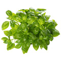 Fresh Basil Bunch, 12 Count