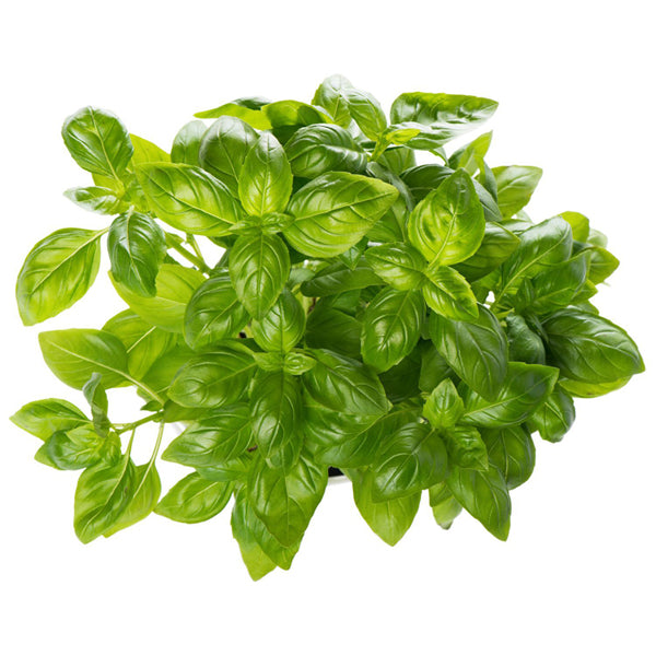 Fresh Basil Bunch, 12 Count