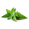 Fresh Mint
