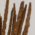 Mocha Dried Typha Grass Close Up - Image