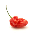 Scotch Bonnet (Caribbean Peppers) 8lb